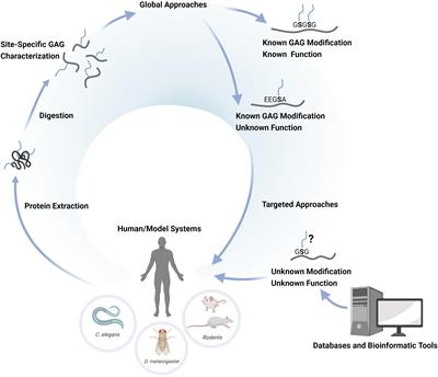 Expanding the Chondroitin Sulfate Glycoproteome — But How Far?